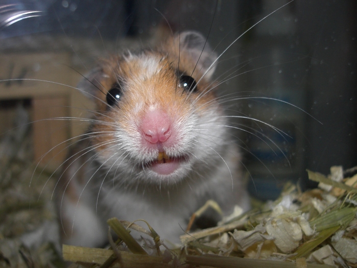 Hamster Kalle