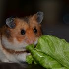 Hamster Kluntje