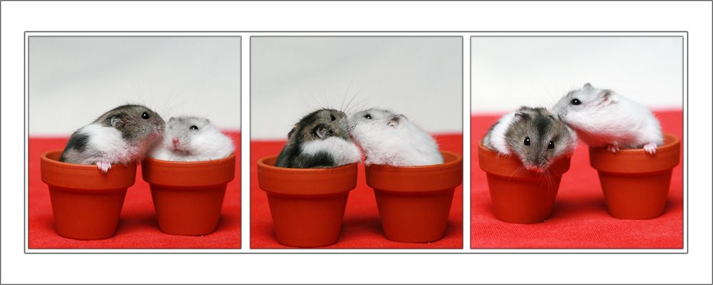 Hamster-Liebe