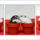 Hamster-Liebe