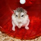 Hamster nain de Roborovski !!!