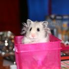 Hamster To Go