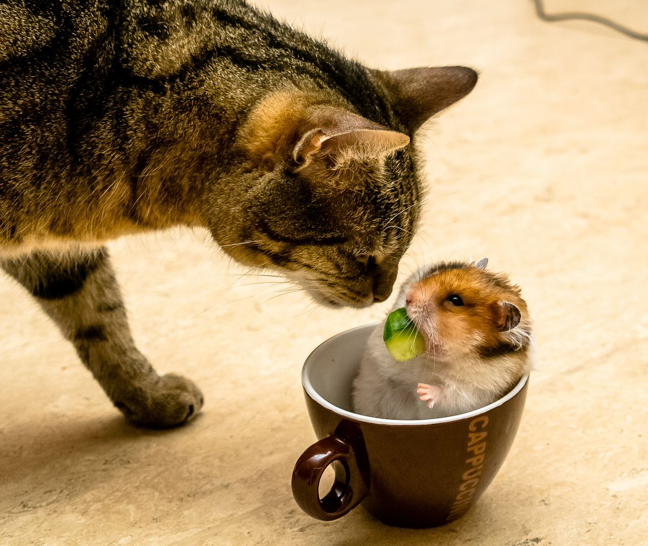 Hamster und Katze