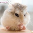 Hamster Würmchen