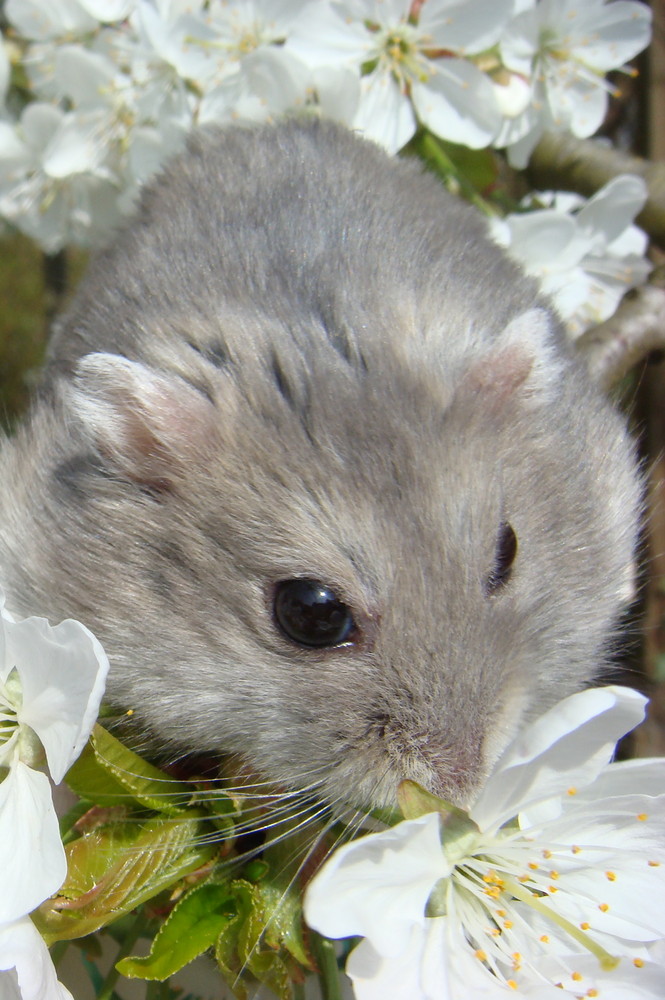 Hamster zur Kirschbluete