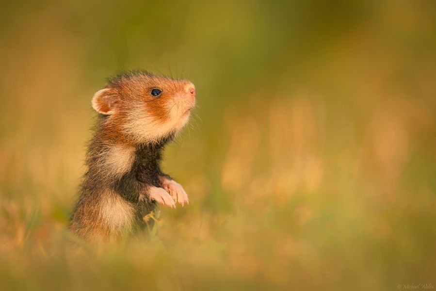 Hamsterbaby