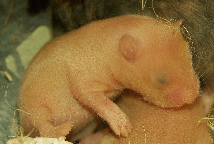 Hamsterbaby - 7 Tage alt