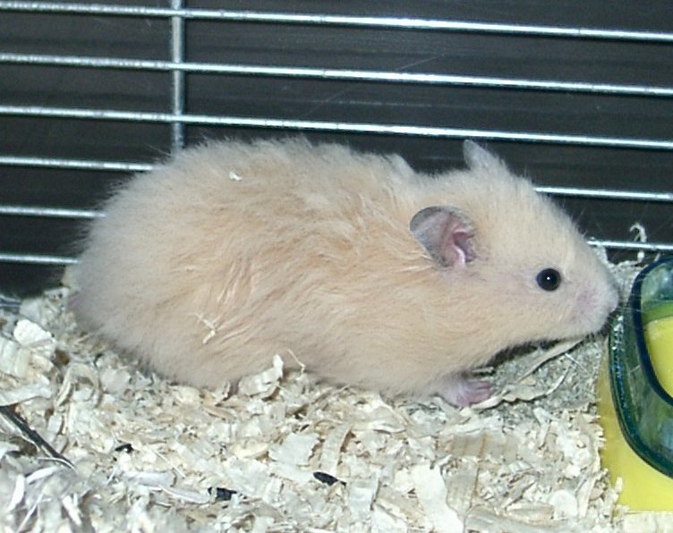 Hamsterbaby