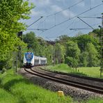 Hamsterbacke in frühlingshafter Landschaft