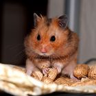 Hamsterbacken