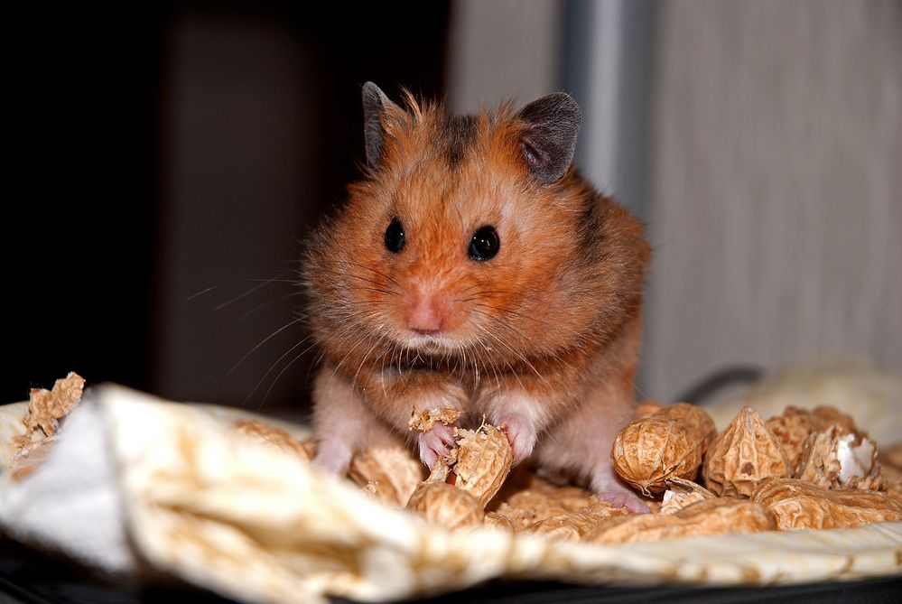 Hamsterbacken