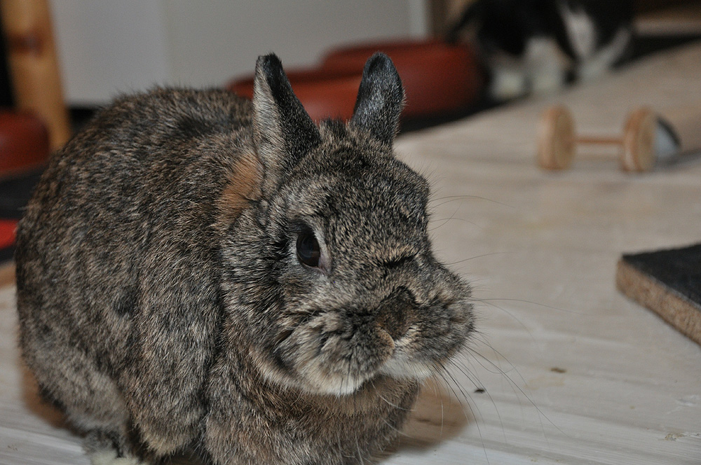 Hamsterbäckchen