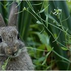 Hamsterbäckchens erstes Frühlingsmahl