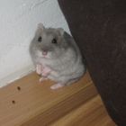 Hamsterdame "Lady"