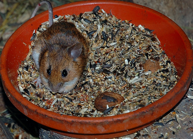 Hamsterfrühstück ???????