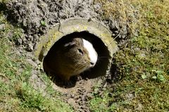 Hamsterhöhle