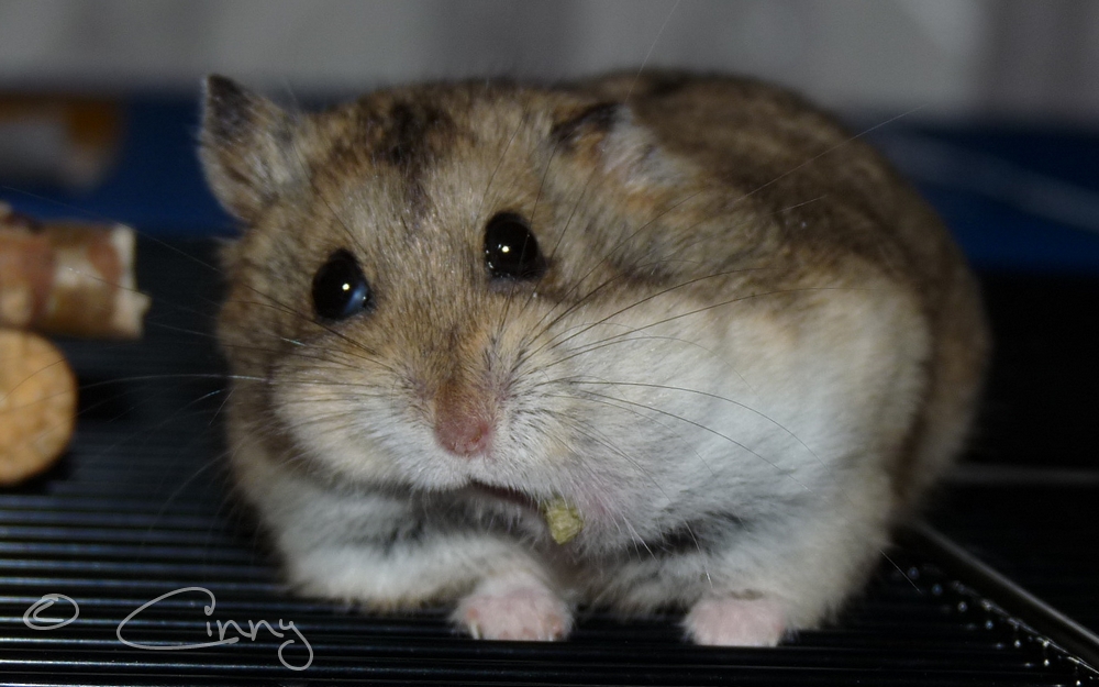 Hamsterlein