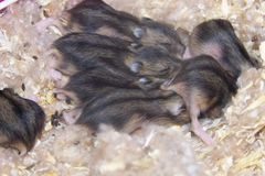 Hamsternachwuchs