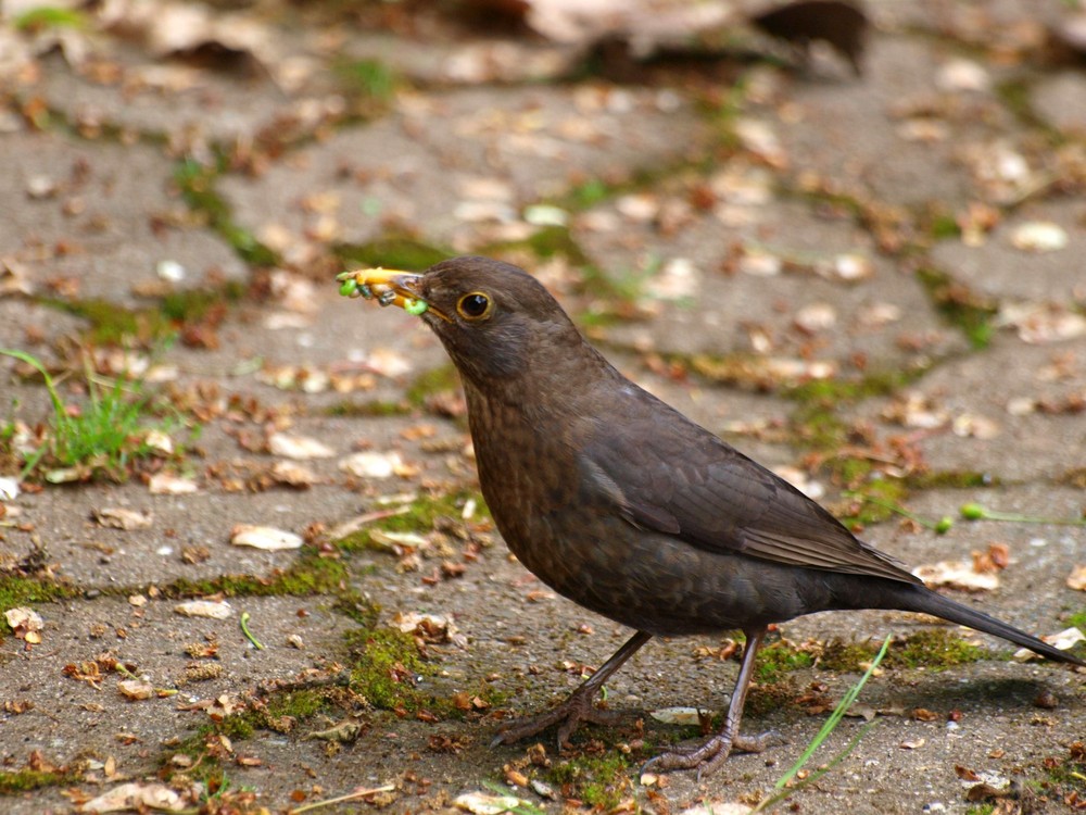 Hamsternde Amsel