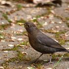 Hamsternde Amsel