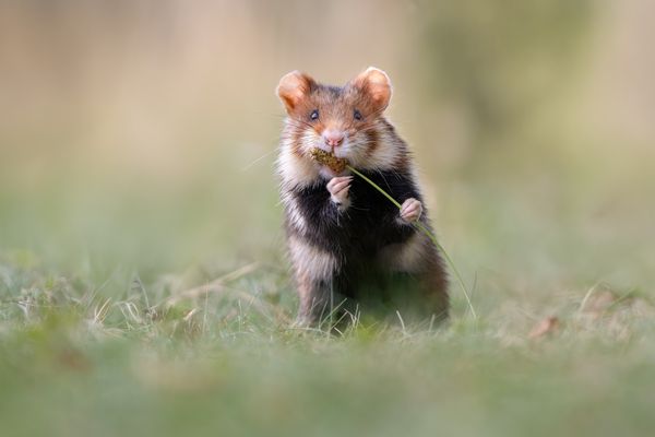 Hamsterschmaus