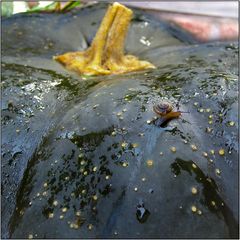 Hamsterschnecke