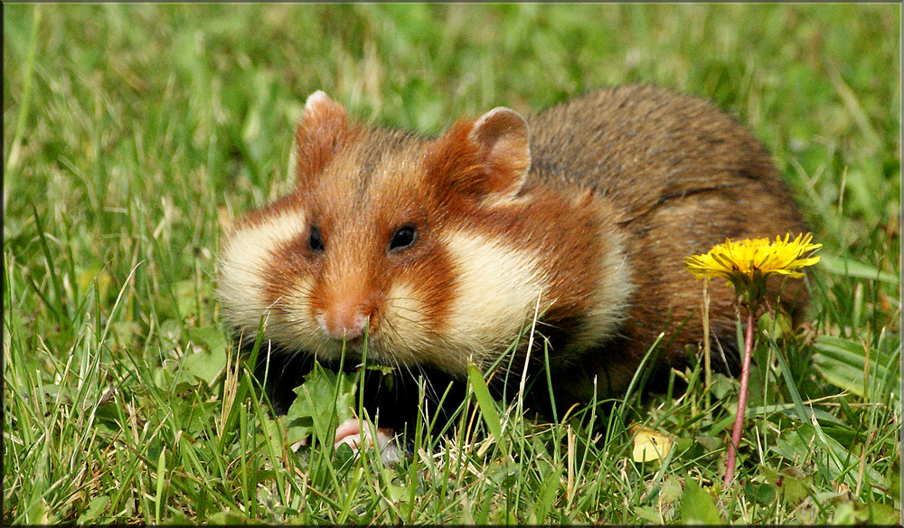 Hamstertaschen, vollgepackt.