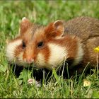 Hamstertaschen, vollgepackt.