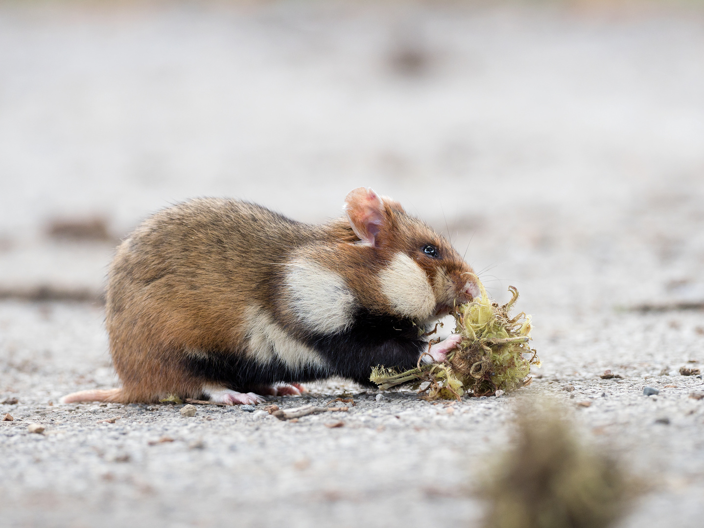 Hamsterzeit...