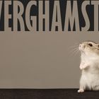 Hamsterzwerg