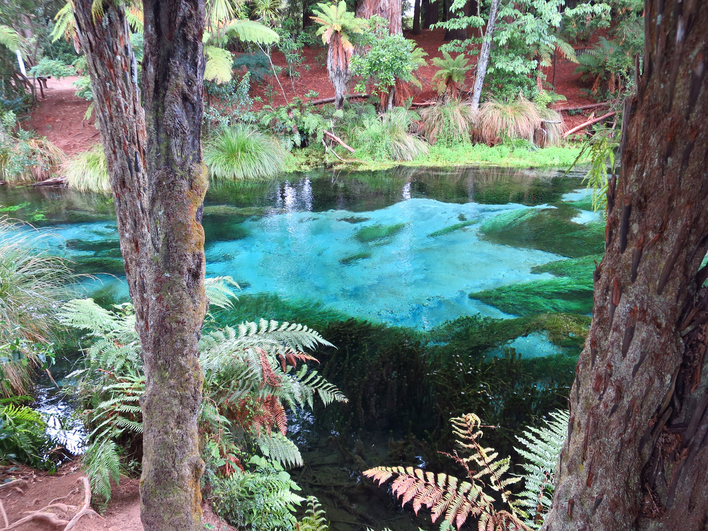 Hamurana Springs