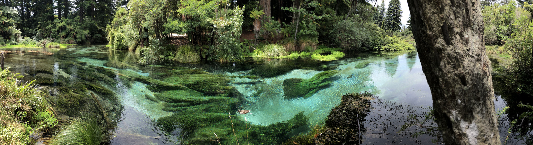 Hamurana Springs