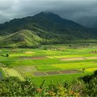 Hanalei Valley (Kauai)