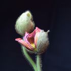 Hanamai-tanzende Blumen