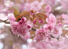 Hanami