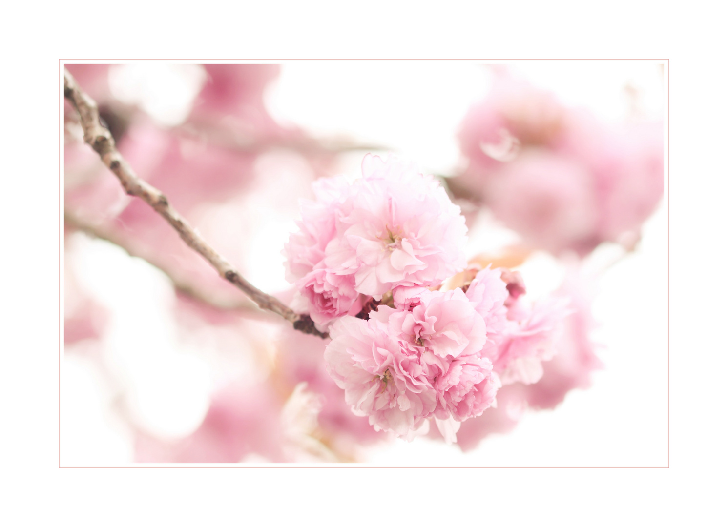 Hanami