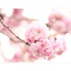 Hanami