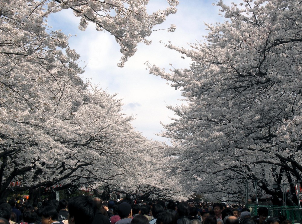 Hanami Foto & Bild asia, japan, east asia Bilder auf