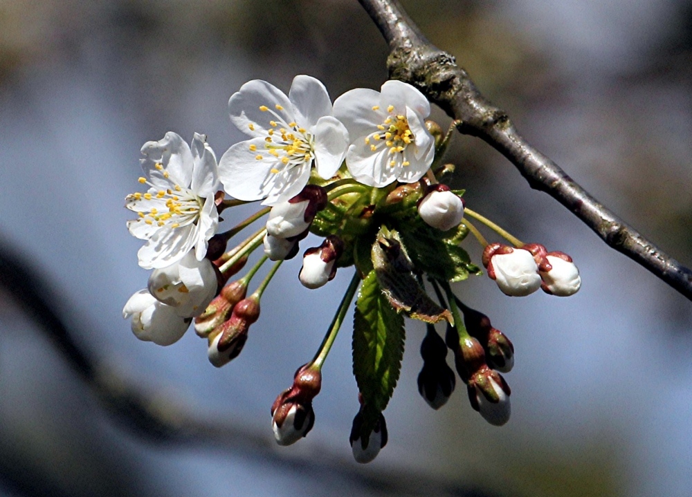 Hanami ....