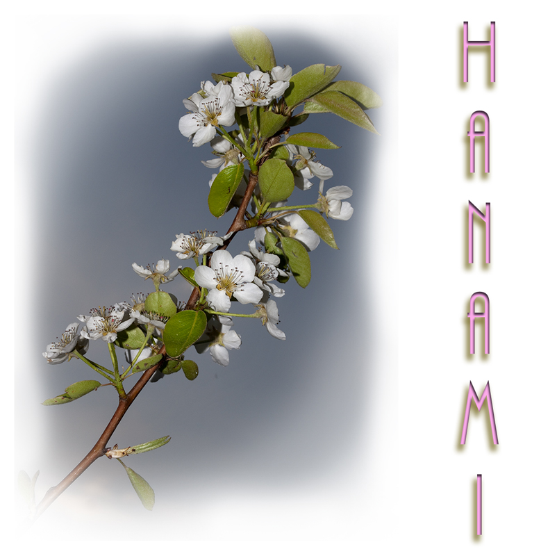 Hanami