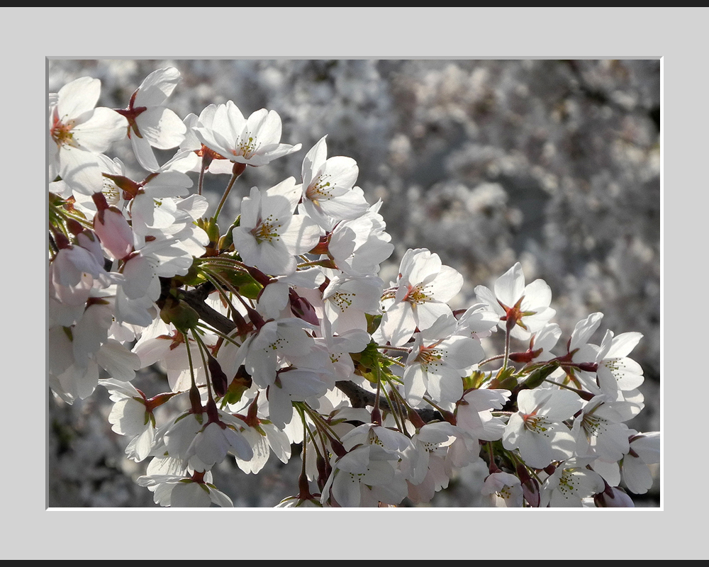 Hanami