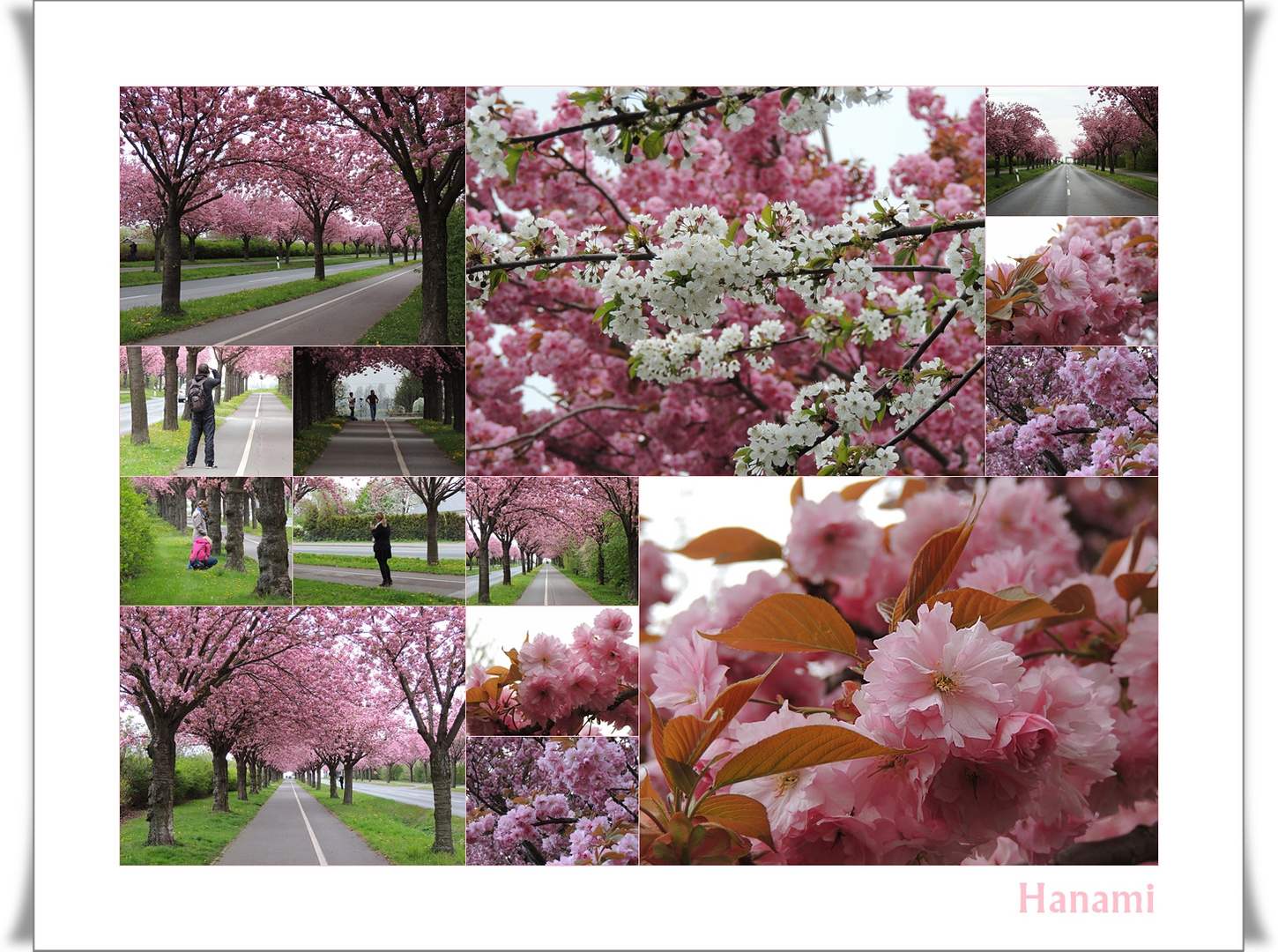 Hanami