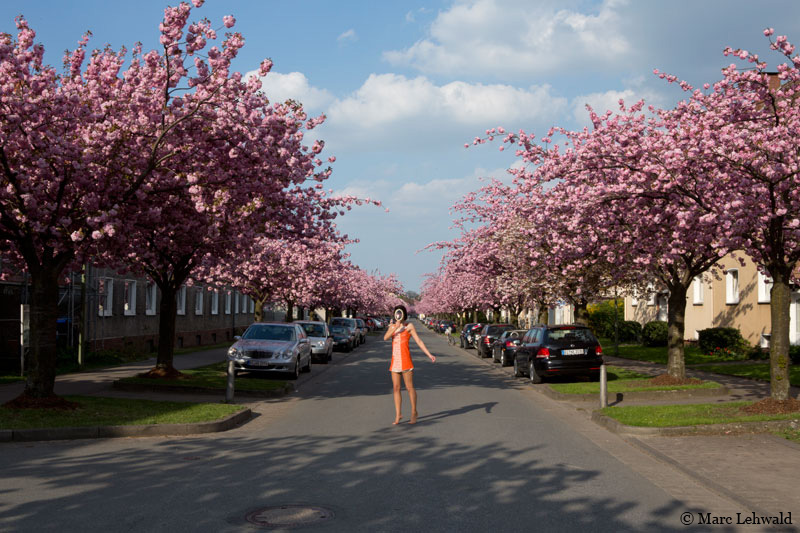 Hanami, Bielefld, Germany.