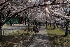 Hanami