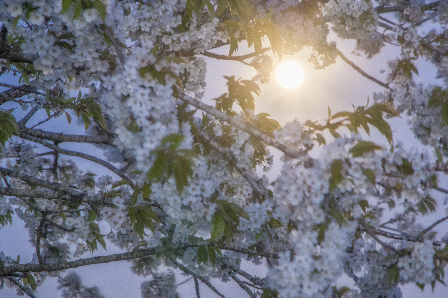 hanami