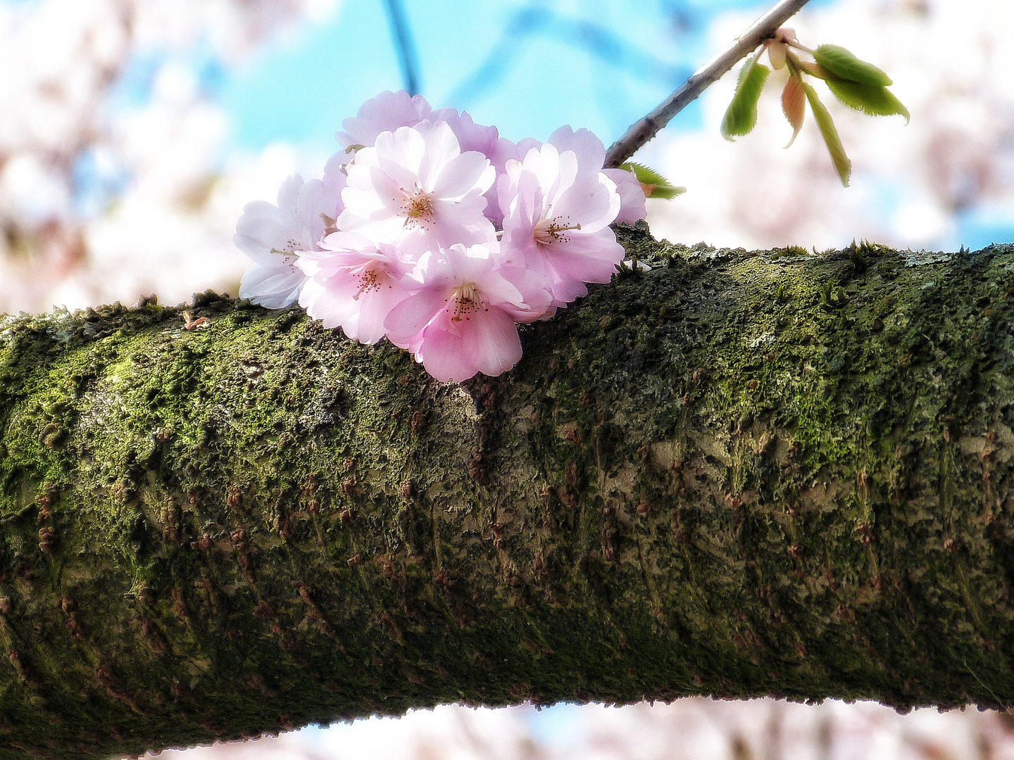 Hanami - das Betrachten der Blüten