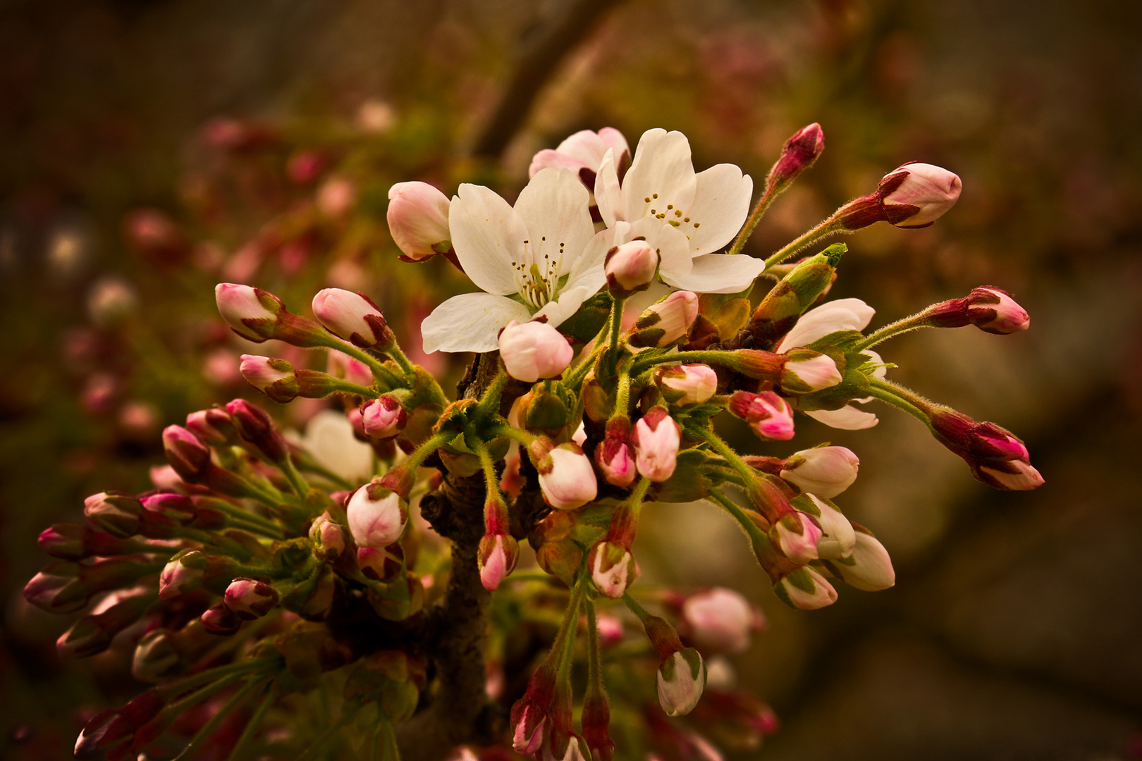 Hanami, die nähere Betrachtung.