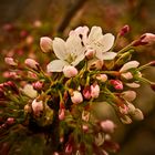 Hanami, die nähere Betrachtung.