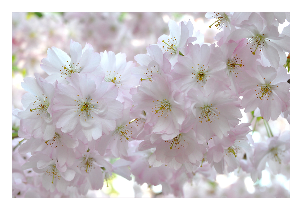 Hanami - Für Stephan