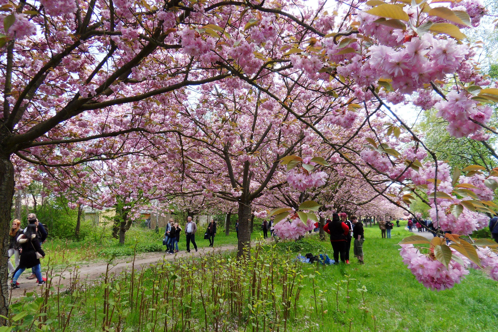 Hanami I